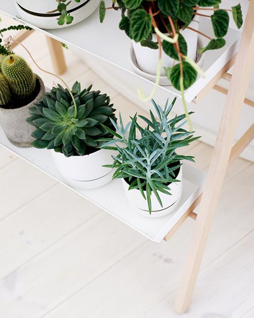 Ideas para decorar con plantas verdes moove magazine