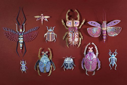 cabinet curiosites insectos
