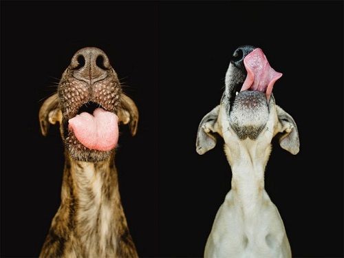 Fotografías de sus perros de la artista Elke Vogelsang 02