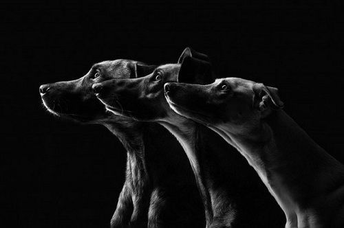 Fotografías de sus perros de la artista Elke Vogelsang 03