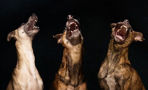 Fotografías de sus perros de la artista Elke Vogelsang 07