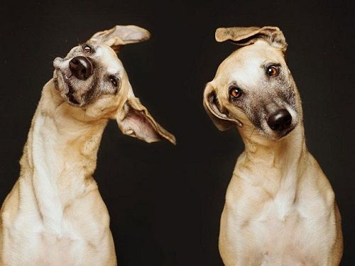 Fotografías de sus perros de la artista Elke Vogelsang