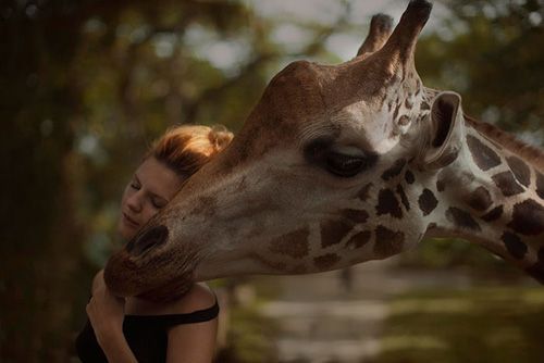 fotografía con una jirafa