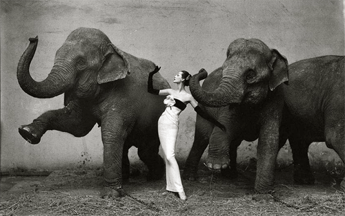fotografia de moda con elefantes