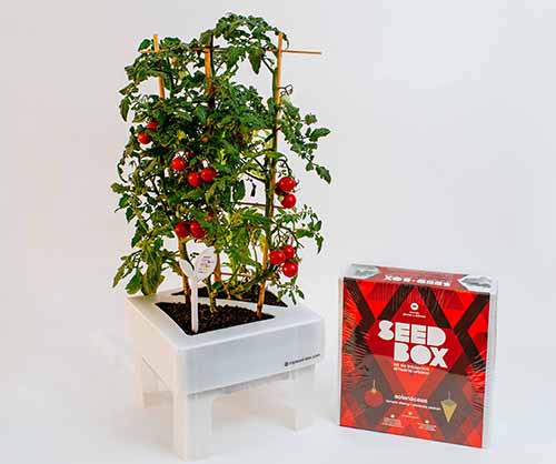 seedbox huertos urbanos tomates autocultivo