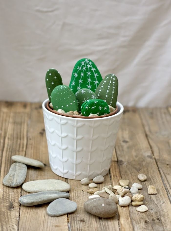 cactus con piedras