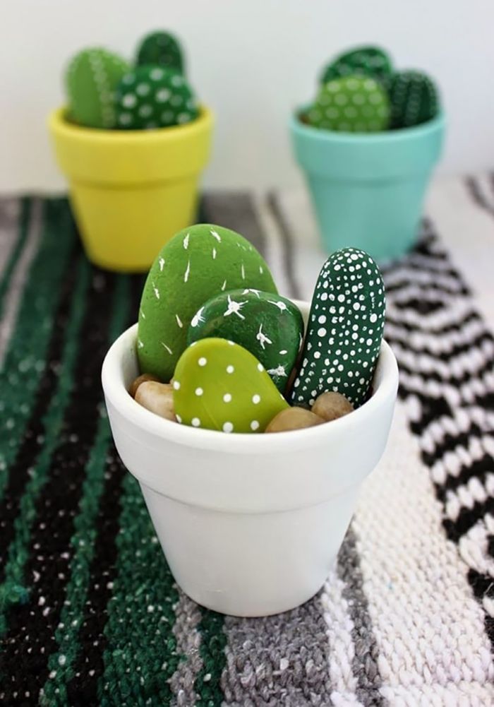 cactus con piedras