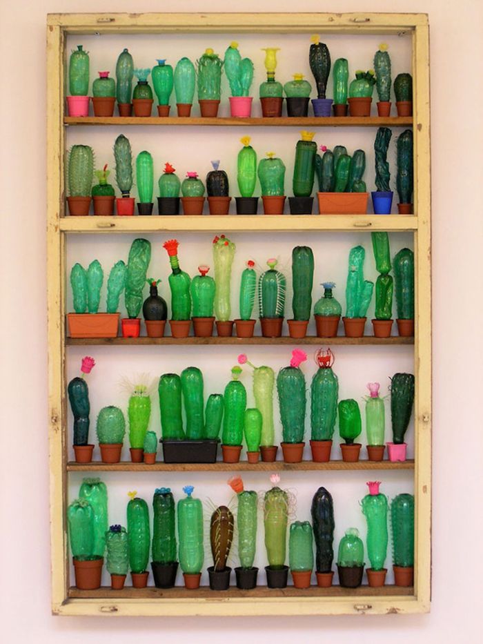 plantas cactus botellas