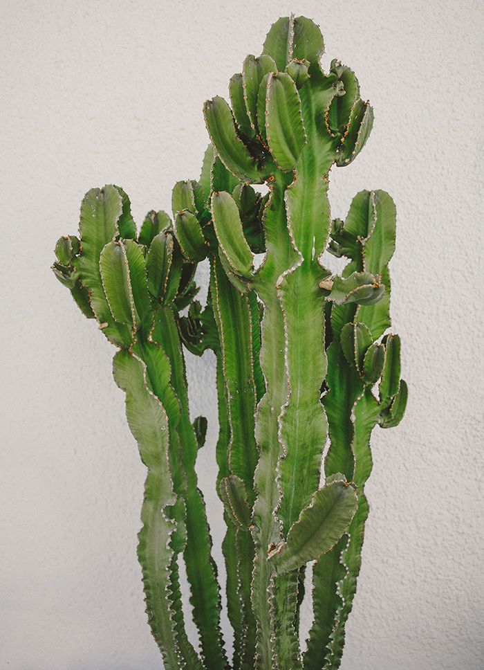 casabonita cactus