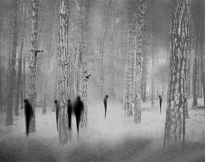 foto blanco y negro siluetas bosque