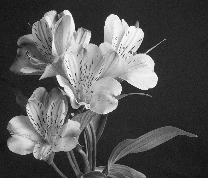 Imogen Cunningham Fotos a flores
