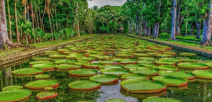 Jardin botanico en Mauricio