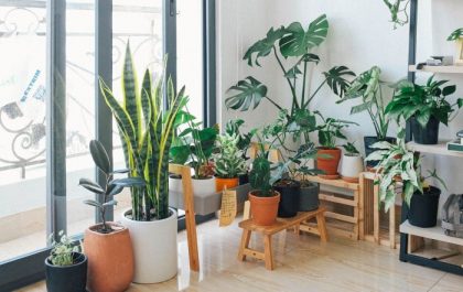 Plantas exóticas en el interior de tu casa