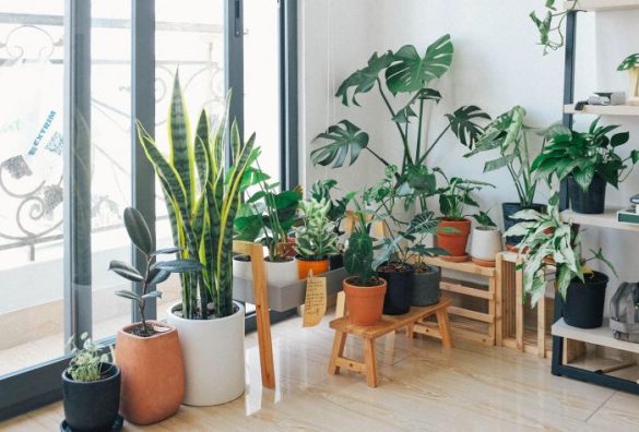 Plantas exóticas en el interior de tu casa