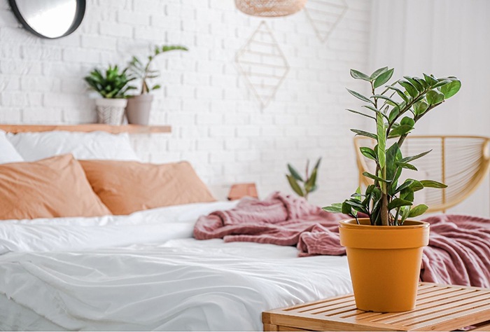 planta verde en dormitorio