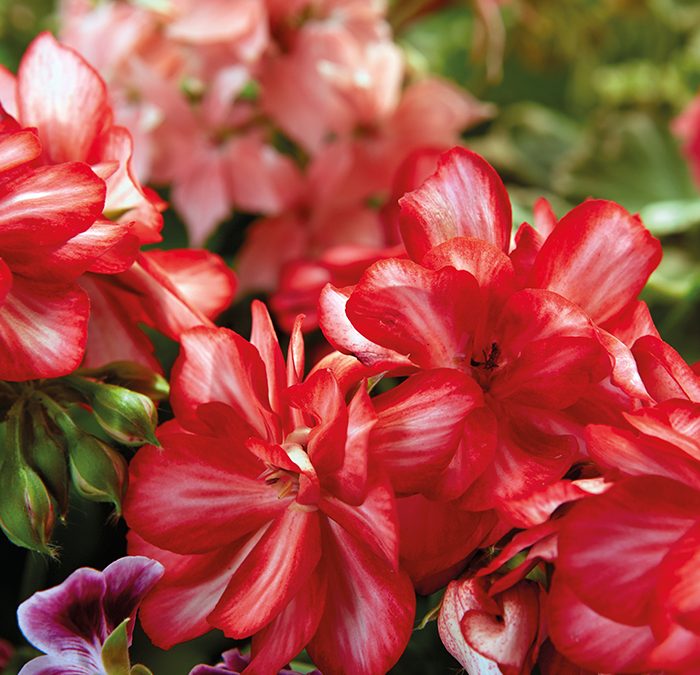 Un jardín colorido: cuidados básicos para tus geranios esta primavera