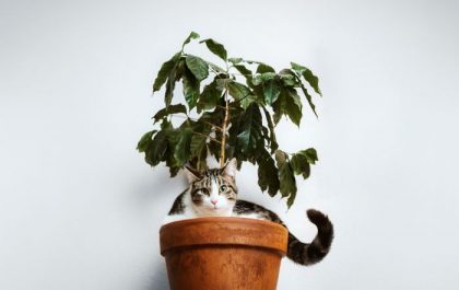 Maceta con planta y un gato de mascota