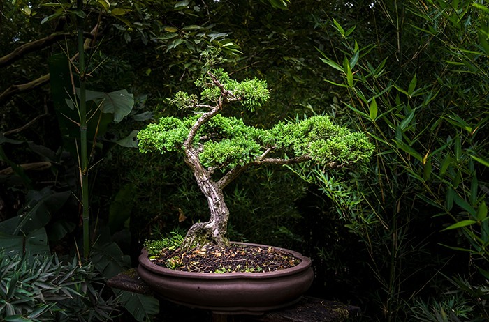 El arte milenario del bonsái en Prime Day de Amazon