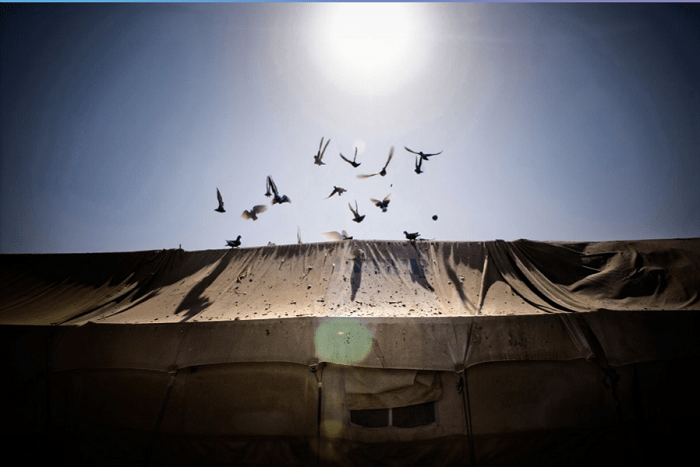 pájaros volando por encima de una carpa de una zona de conflicto