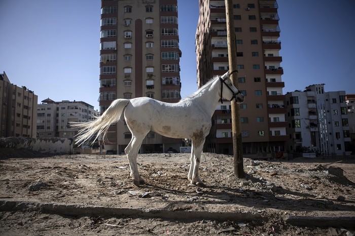 Un caballo blanco en la arena con edificios al fondo