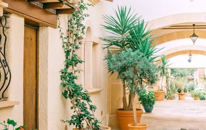 plantas enredadera exterior arcos puerta madera