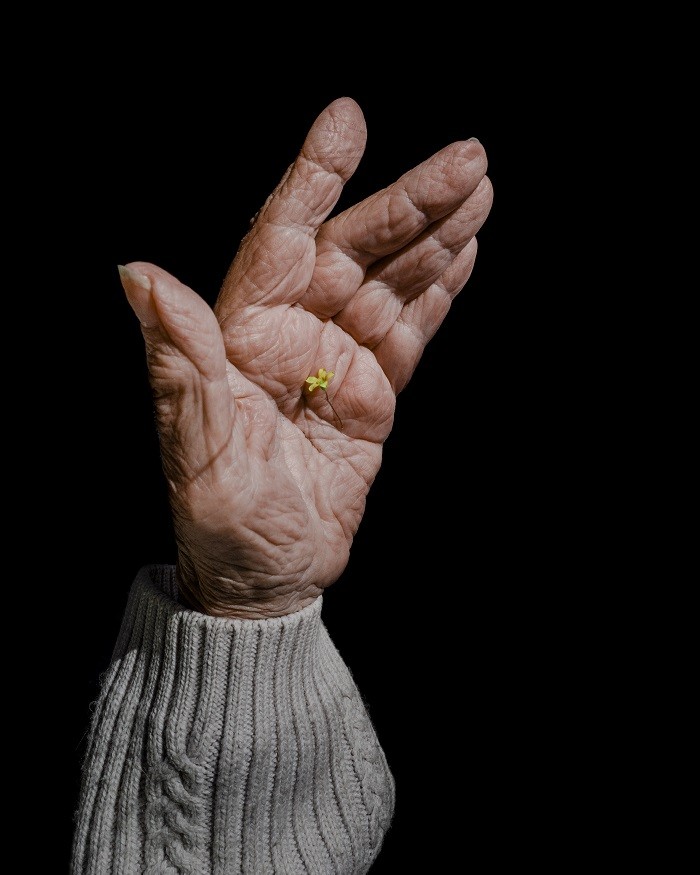 Fotografía de una mano de una anciana con flor amarilla