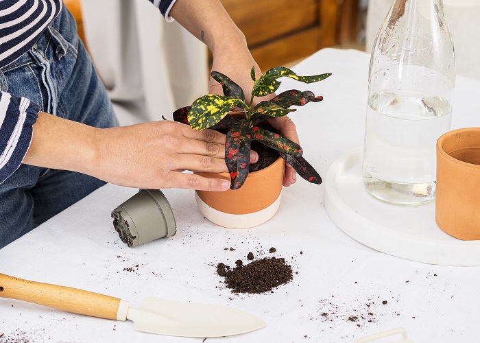 cuidados de una planta en tu hogar