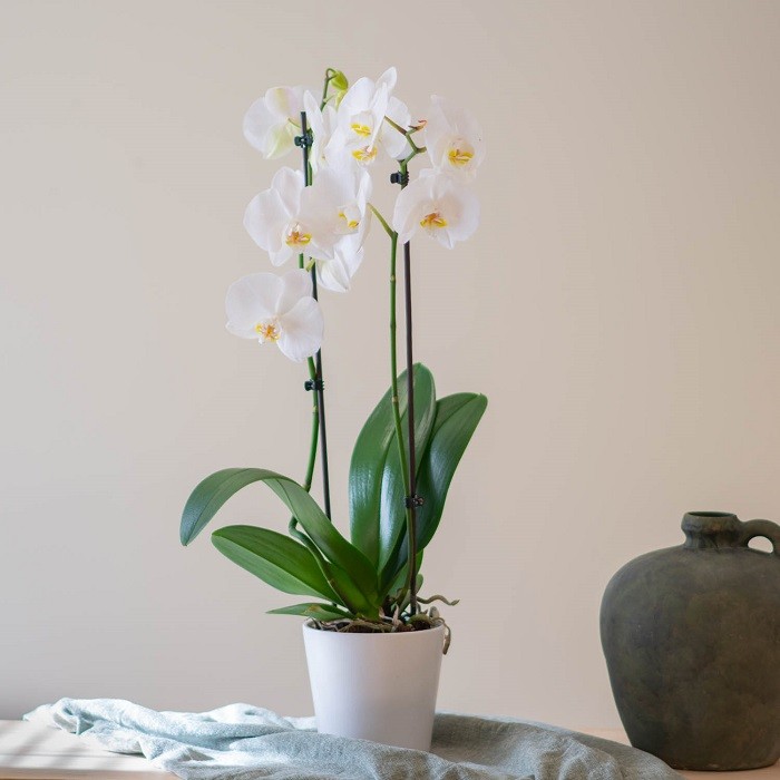 ramo de flores de orquídeas