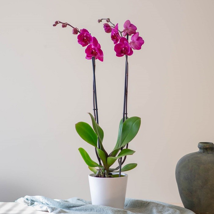 ramo de flores con orquídeas llamado índico