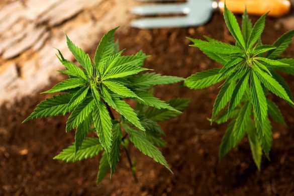 plantas de marihuana en tierra