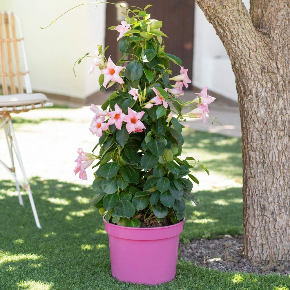 Planta llamada Dipladenia en una maceta rosa en el exterior de una casa