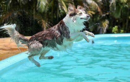 Perro mojado saltando a la piscina de un alojamiento vacacional