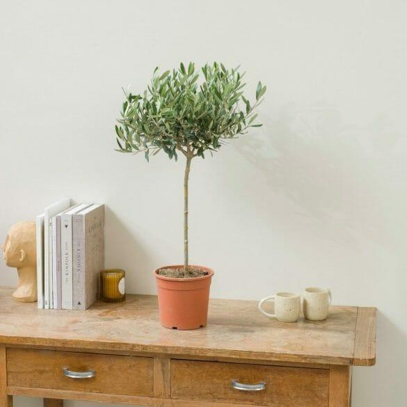 Planta en una maceta colocada encima de una cómoda del interior de un hogar