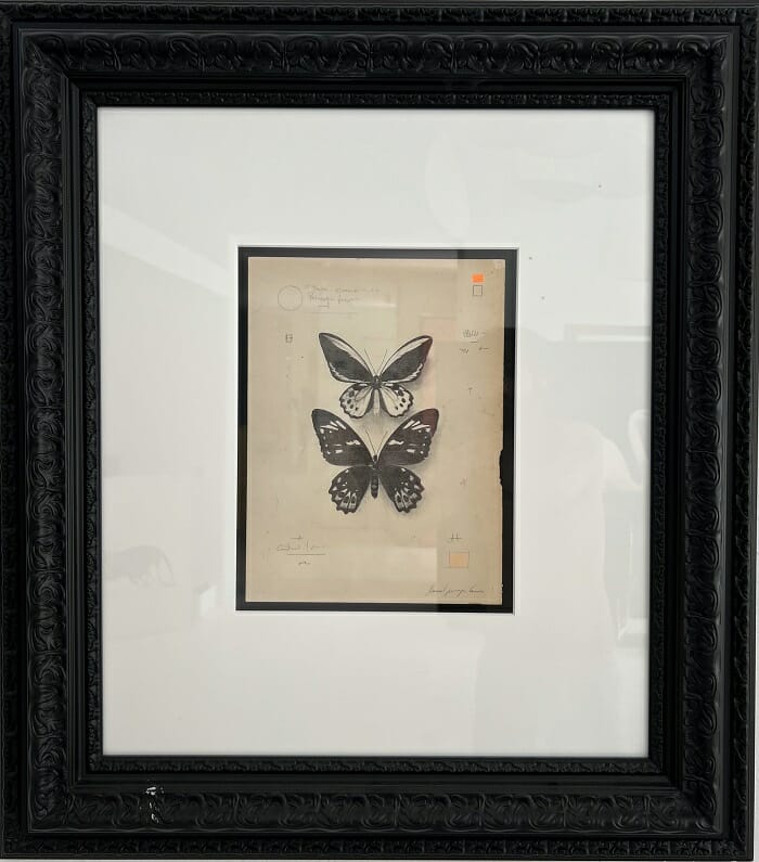 Cuadro de dos mariposas por David Morago