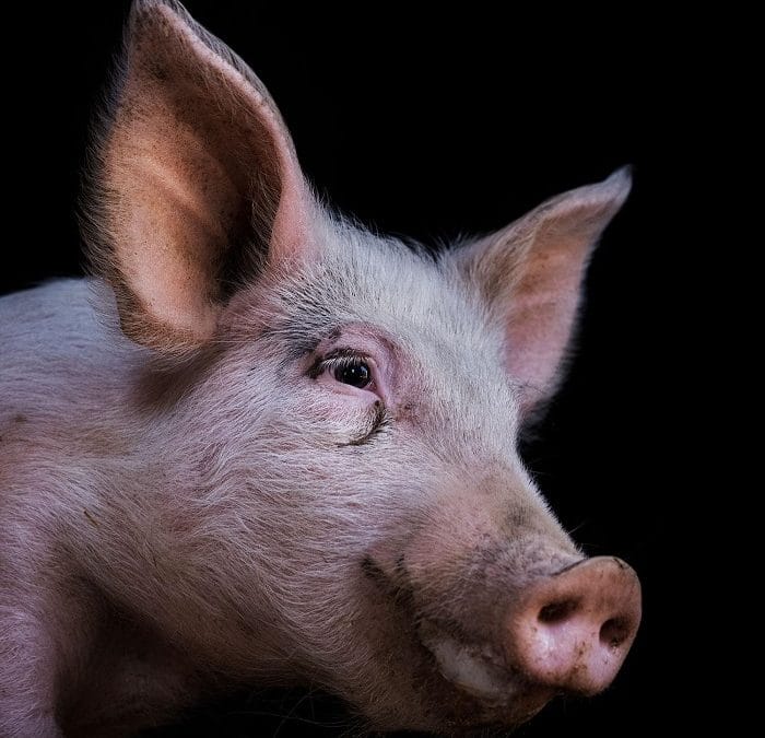 Fujifilm conciencia sobre el maltrato animal con una exposición fotográfica