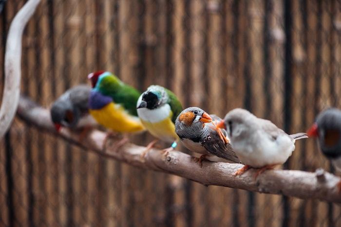Varias aves exóticas de diferentes colores
