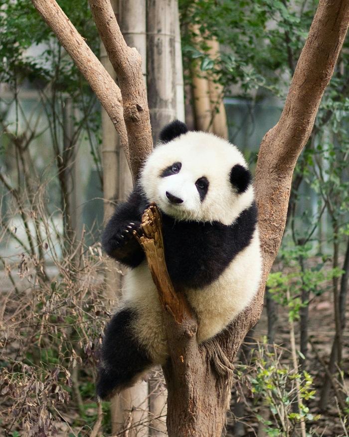 Un animal Panda en un árbol