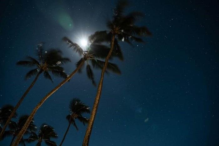 Palmeras en la noche de la polinesia francesa y hawai con estrellas
