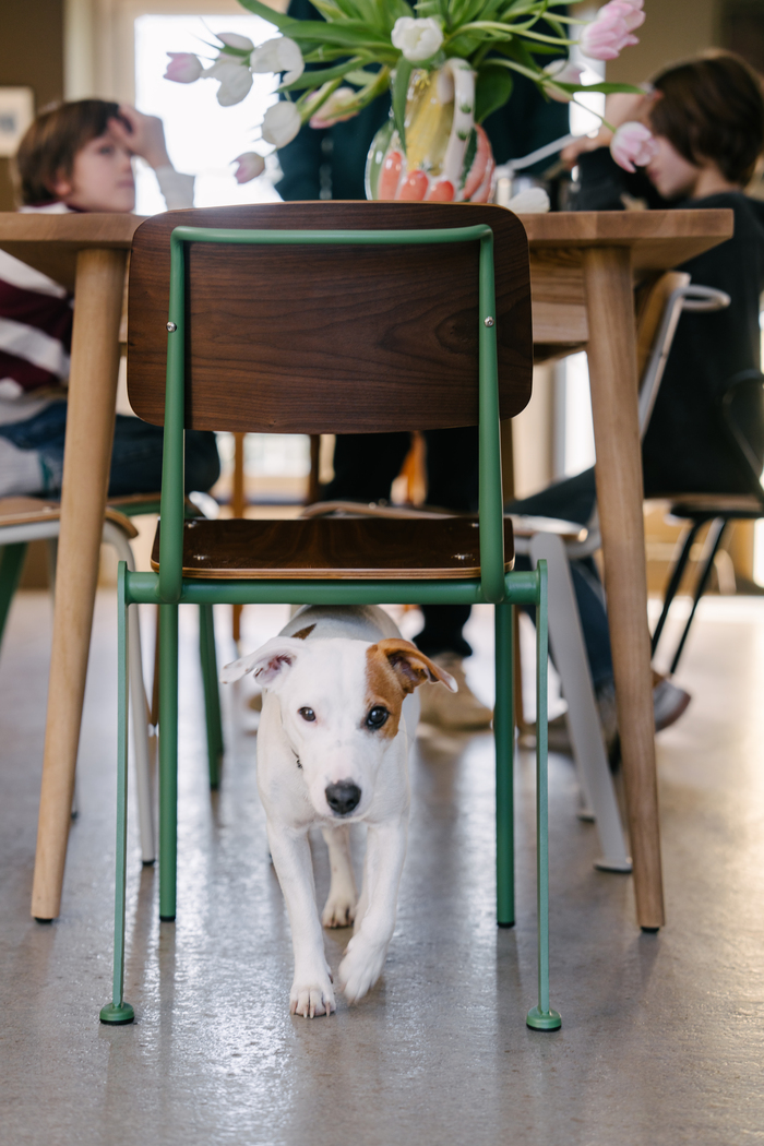 muebles duraderos de diseño perro debajo de la silla